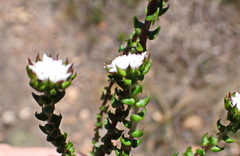 Phylica debilis debilis