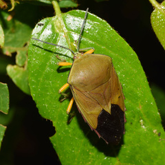 Piezosternum calidum