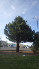 Pinus brutia eldarica