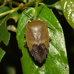 Piezosternum calidum