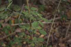 Urtica dioica