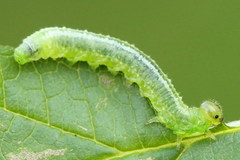 Pristiphora pallidiventris