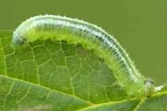 Pristiphora pallidiventris