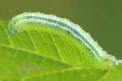 Pristiphora pallidiventris