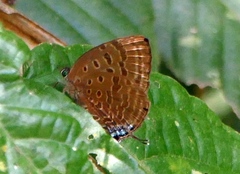 Arhopala zambra