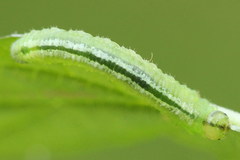 Pristiphora pallidiventris