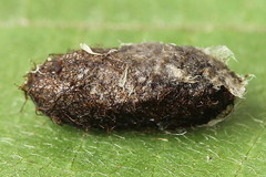 Pristiphora pallidiventris