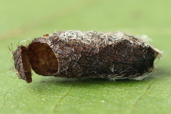 Pristiphora pallidiventris