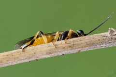 Pristiphora pallidiventris