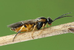 Pristiphora pallidiventris