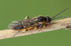 Pristiphora pallidiventris