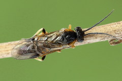 Pristiphora pallidiventris