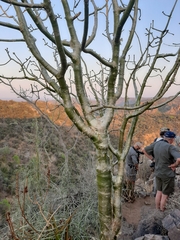 Commiphora marlothii