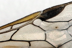 Pristiphora pallidiventris