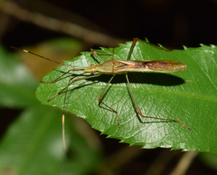 Stenocoris apicalis