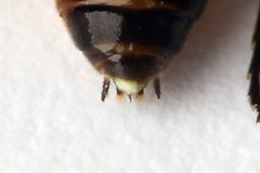 Pristiphora pallidiventris