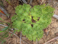 Arctopus echinatus