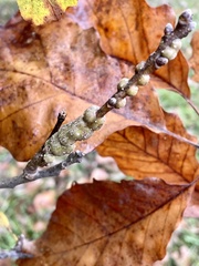 Neuroterus rileyi