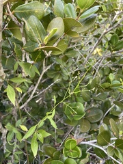 Iresine angustifolia