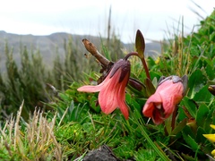 Gentianella cernua