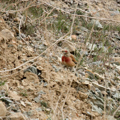 Linaria cannabina cannabina