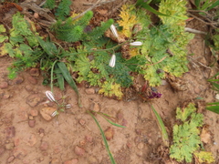 Trachyandra muricata