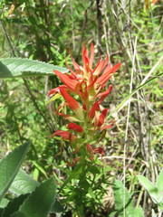 Castilleja auriculata