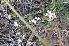 Lachnaea burchellii