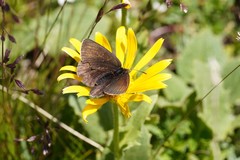 Erebia pluto