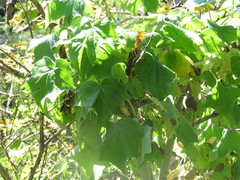 Pittocaulon filare
