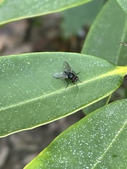 Muscoidea