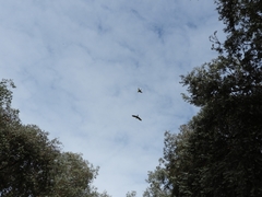 Thectocercus acuticaudatus