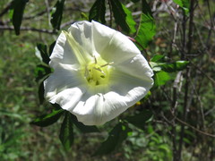 Merremia platyphylla
