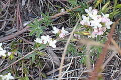 Lachnaea burchellii