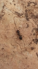 Crematogaster auberti