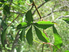Merremia platyphylla