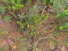 Linum acuticarpum