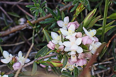 Lachnaea burchellii