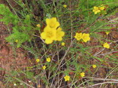 Linum acuticarpum