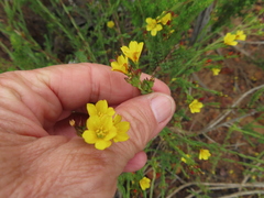 Linum acuticarpum
