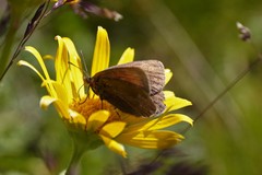 Erebia pluto