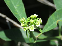 Euphorbia cymosa