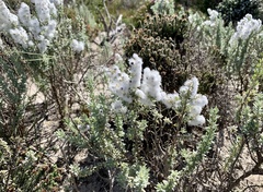 Eriocephalus racemosus