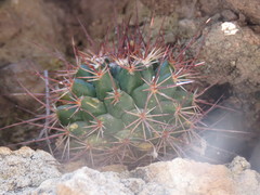Mammillaria wagneriana