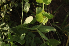 Pisum sativum sativum