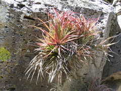 Tillandsia capitata