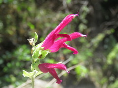 Salvia rosei