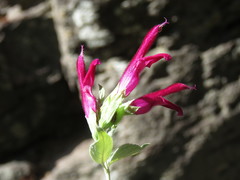 Salvia rosei