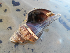 Pugilina tupiniquim