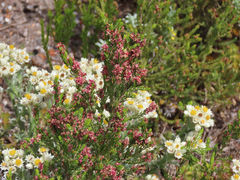 Passerina rubra